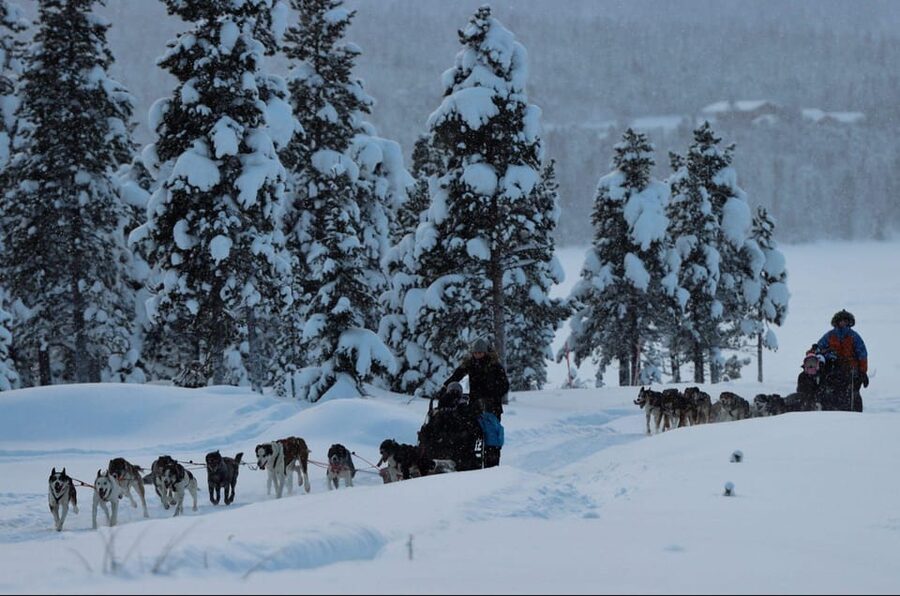 Kiruna: Morning Husky Sled Ride with Coffee Break - Key things to know before you go