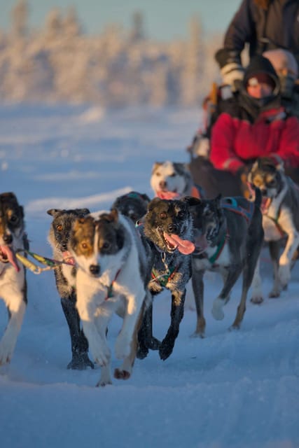 Kiruna: Morning Husky Sled Ride with Coffee Break - Kiruna husky sled timing: what 2.5 hours really means