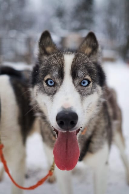 Kiruna: Morning Husky Sled Ride with Coffee Break - Pickup and getting dressed for real cold