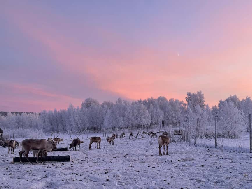 Kiruna: Reindeer Feeding Tour and Sámi Culture with Minibus - Getting There from Kiruna: Minibus Pickup, Road Time, and the One Key Tip