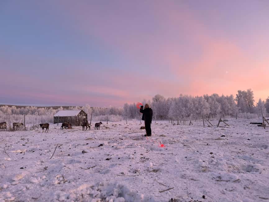 Kiruna: Reindeer Feeding Tour and Sámi Culture with Minibus - The Reindeer Feeding Part: What You Do, What You Learn, How to Stay Respectful
