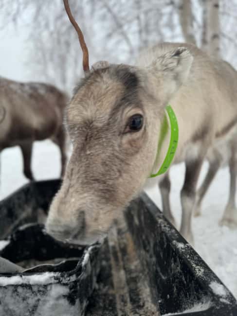 Kiruna: Reindeer Feeding Tour and Sámi Culture with Minibus - Who This Tour Suits, and Who Should Skip It