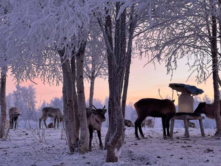 Kiruna: Reindeer Feeding Tour and Sámi Culture with Minibus - Price and Value: Is $154 Worth a 5-hour Sámi and Reindeer Outing?