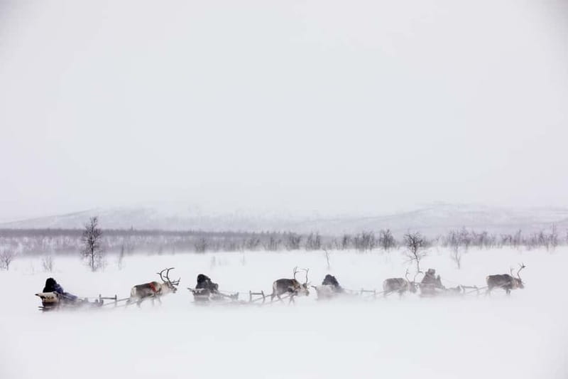 KIRUNA: Reindeer Sled Ride in the Countryside - From Kiruna Pickup to the Sami Village, About 20 km Away