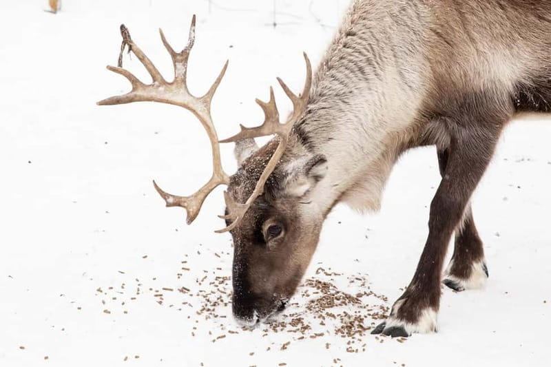 KIRUNA: Reindeer Sled Ride in the Countryside - Learning to Drive a Sled, Not Just Sit on One