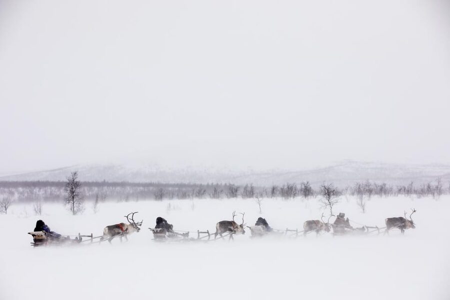 KIRUNA: Reindeer Sled Ride in the Countryside - The 4-5 km Frozen Ride Through Snowy Forest and Moors