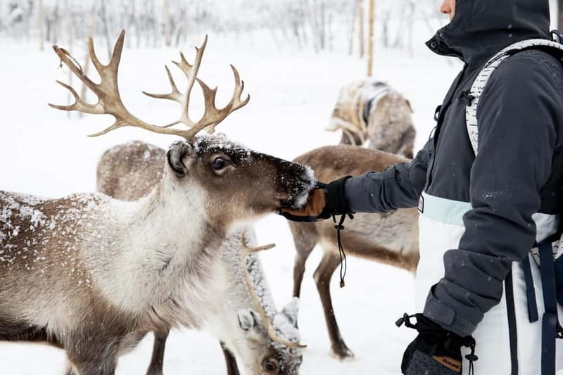 KIRUNA: Reindeer Sled Ride in the Countryside - Feeding Reindeer by Hand, Close Up and Calm