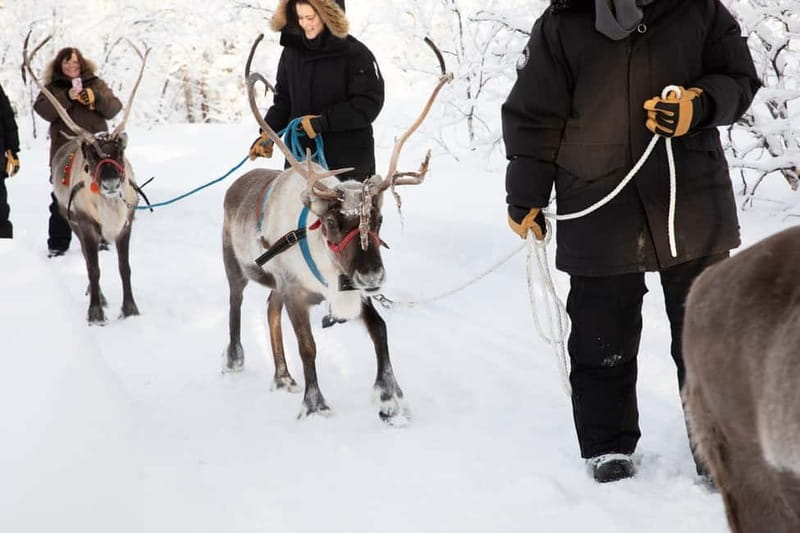 KIRUNA: Reindeer Sled Ride in the Countryside - Who Should Book, and Who Should Rethink It