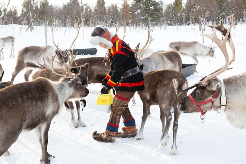 KIRUNA: Reindeer Sled Ride in the Countryside - Meeting the Reindeer Herders, Then Choosing Your Reindeer