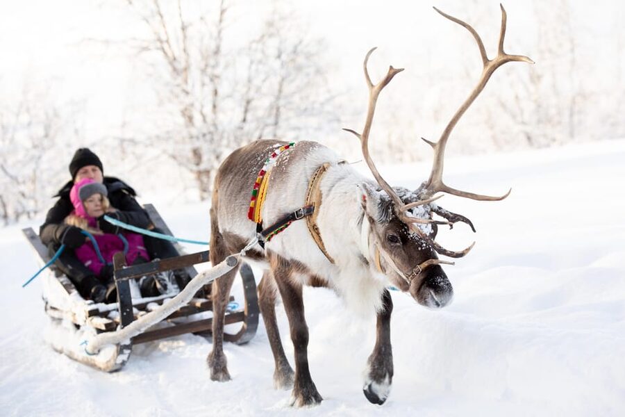 KIRUNA: Sami Reindeer Experience - From Kiruna center to Rávttas, the ride that sets the tone