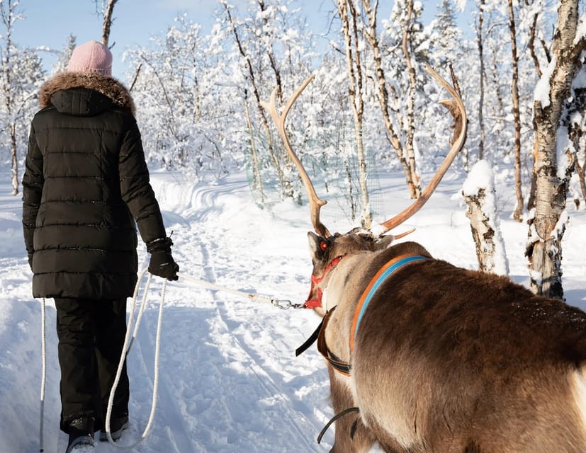 KIRUNA: Sami Reindeer Experience - The reindeer sled ride, you steer around the track