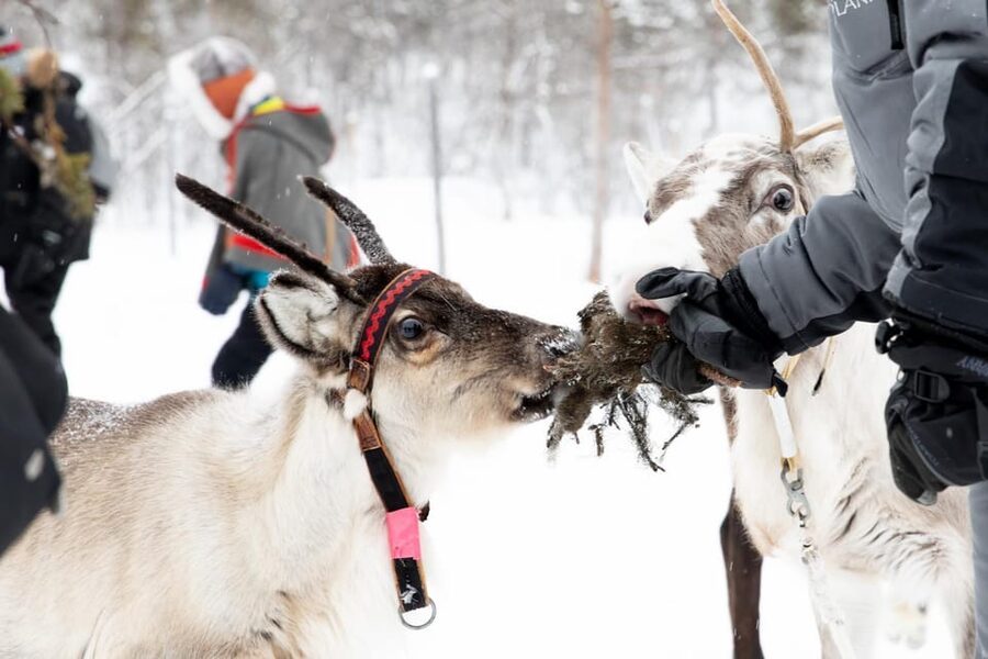 KIRUNA: Sami Reindeer Experience - Lunch in a lávvu: suovas, bread, coffee, and stories by the fire
