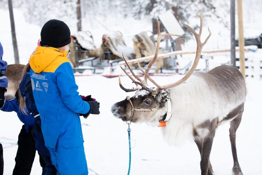 KIRUNA: Sami Reindeer Experience - Price and value: what $348 buys you in real time