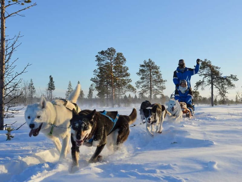 Kiruna: Self-drive Husky Morning Tour - Becoming a musher: harnesses, steering, and smart safety