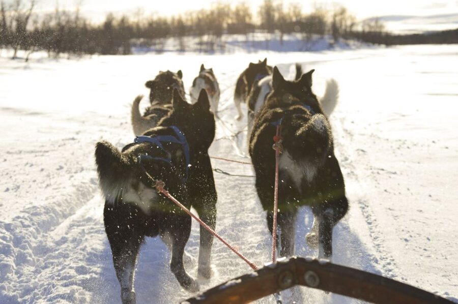 Kiruna: Self-drive Husky Morning Tour - Quick tips to get the most out of your sled morning