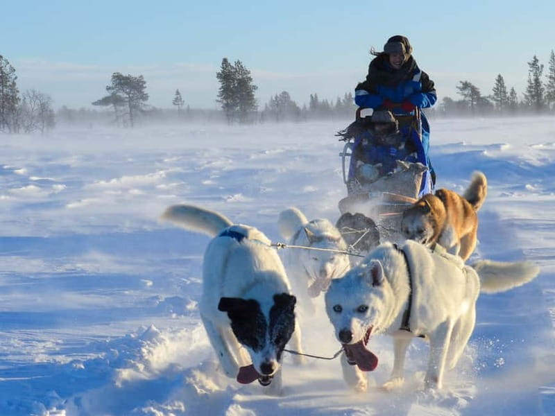 Kiruna: Self-drive Husky Morning Tour - From hotel pickup to Kalixforsbron: getting set up fast