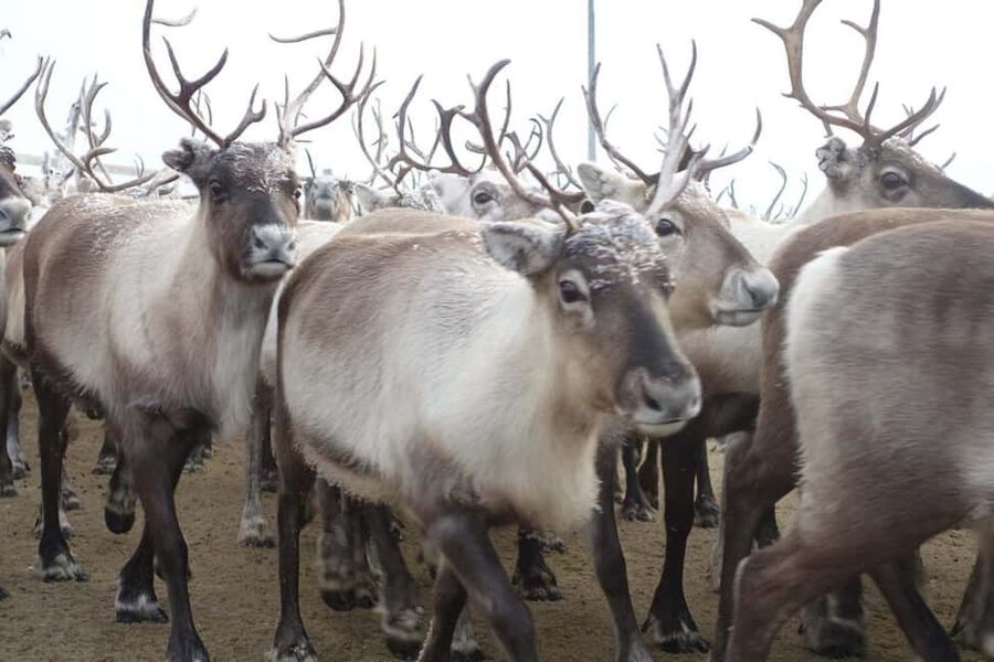 Kiruna: Sleigh Ride with Reindeer Feeding & Warm Drinks - Thermal Overalls and the “Stay Warm First” Setup
