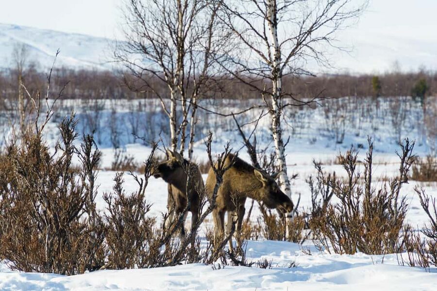 Kiruna: Small Group Snowmobile with Snacks - The warm break: hot drinks and traditional Swedish snacks