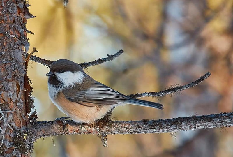 Kiruna: Wildlife and nature photography - Key highlights worth planning around