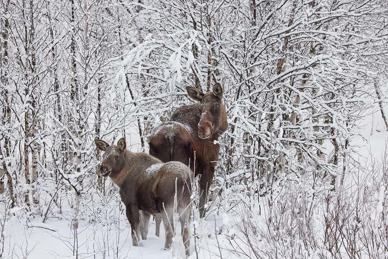 Kiruna: Wildlife and nature photography - Kiruna, moose, and that blue-gold light