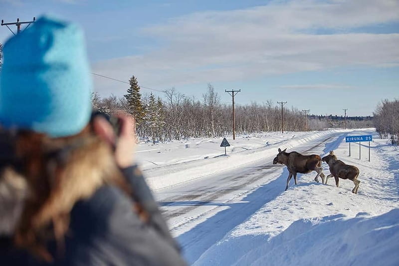 Kiruna: Wildlife and nature photography - Your Sami photo guide: more than a wildlife spotter