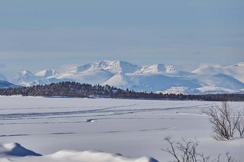 Kiruna: Wildlife and nature photography - Wildlife spotting for real: moose, birds, and the unpredictability factor