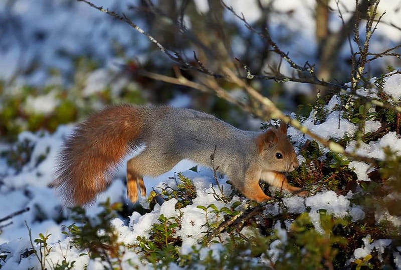 Kiruna: Wildlife and nature photography - The 4-hour flow: what the morning feels like