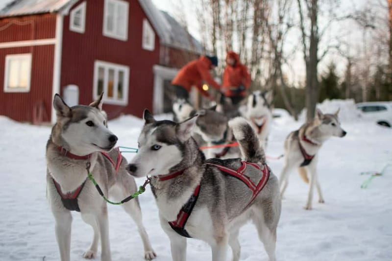 Luleå: Drive your own Husky team, 10km - Why Luleå Husky Sledding feels hands-on (not just scenic)
