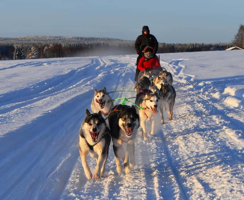 Luleå: Drive your own Husky team, 10km - Learning to drive: harness, attaching, and following the lead