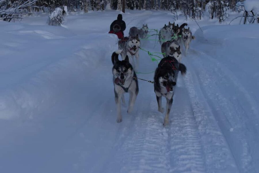 Lulea: Drive your own husky team 20km - Arriving at the Barbecue Hut: Warm Clothes and Team Prep