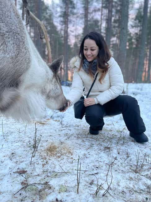 Luleå: Encounter with Reindeer Experience - Why This Reindeer Encounter Near Luleå Feels More Personal