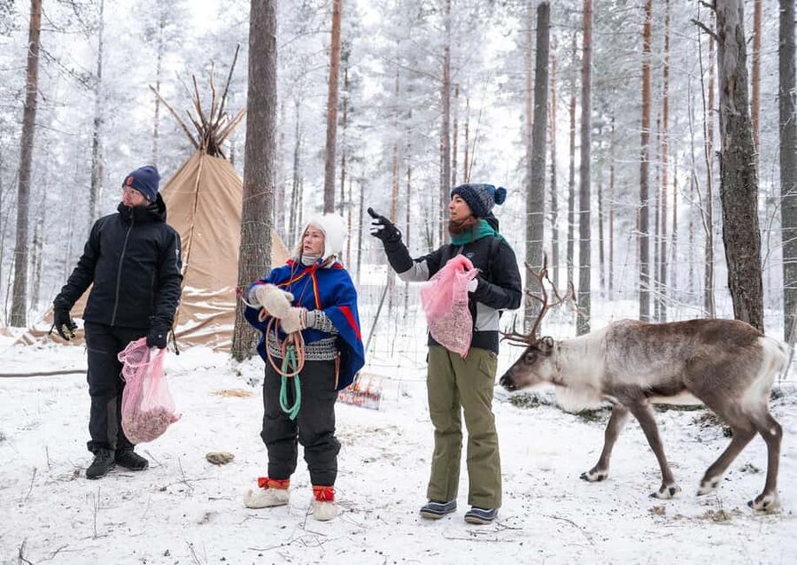 Luleå: Encounter with Reindeer Experience - The Reindeer Walk: Up Close, Learn the Habits, Get the Photos