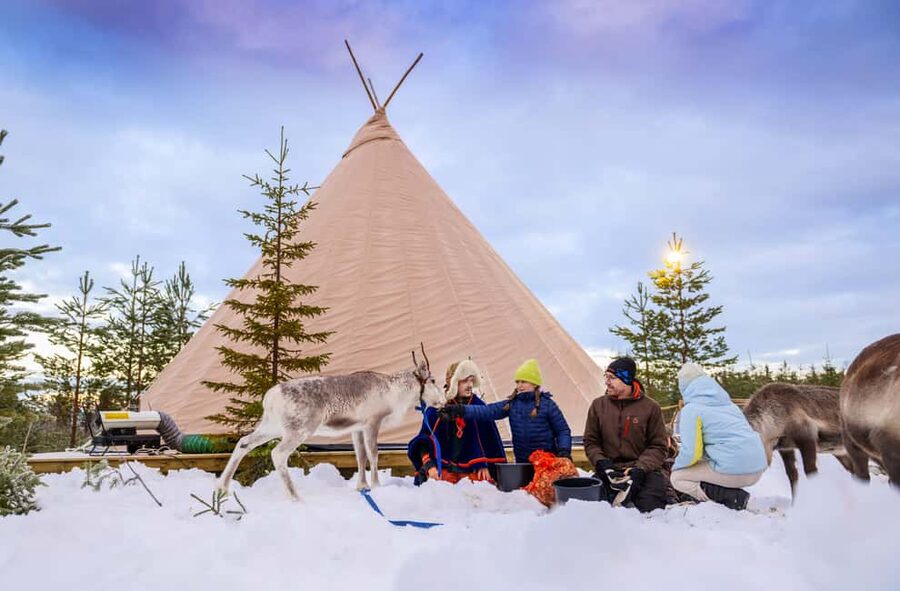 Luleå: Meet and Feed the Reindeer – Short Experience - One Hour With Luleå Reindeer, Up Close and Unhurried