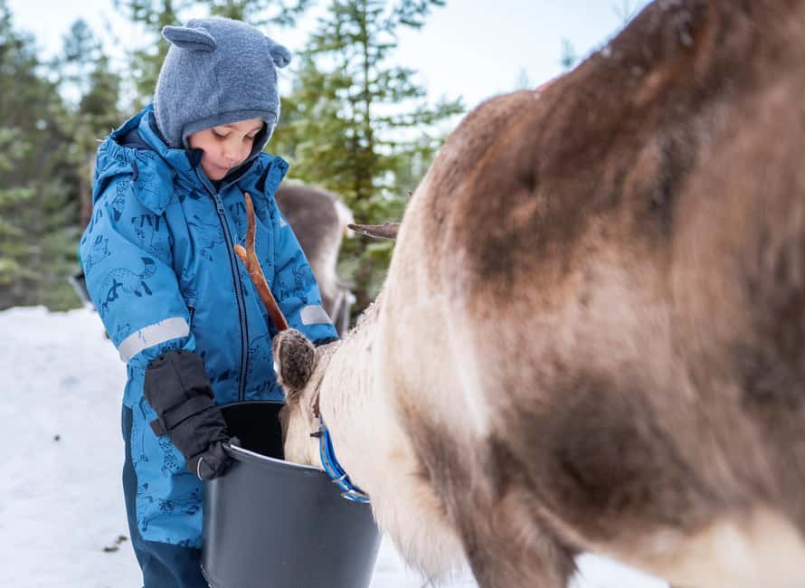 Luleå: Meet and Feed the Reindeer – Short Experience - What Your Sámi Reindeer Herder Teaches You