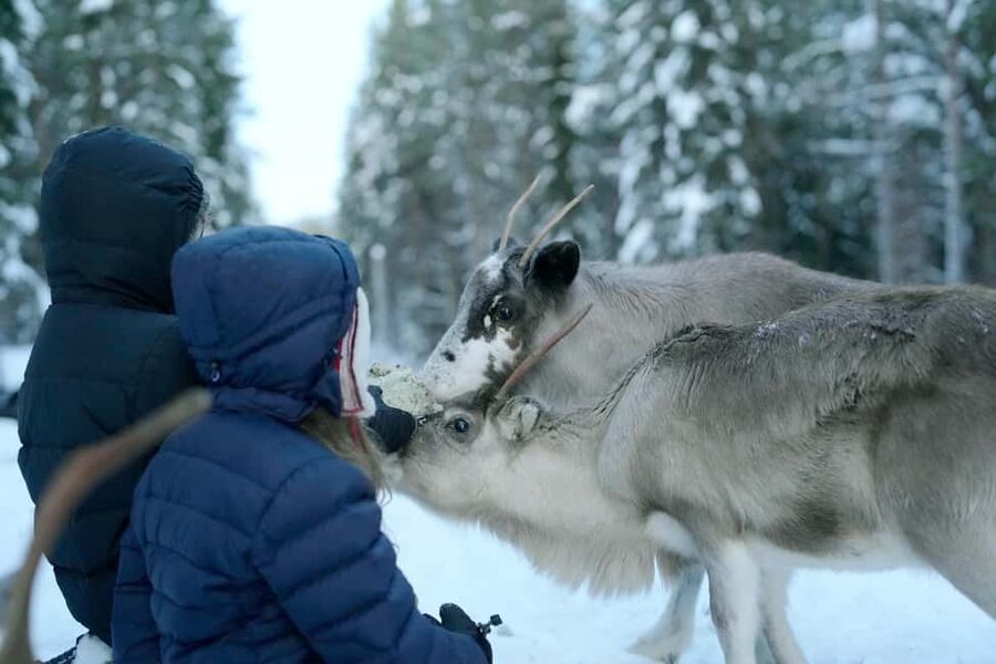 Luleå: Meet and Feed the Reindeer – Short Experience - Entering the Reindeer Enclosure: Feeding the Herd Properly