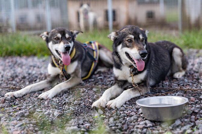 Meet 70 Huskies and Enjoy a short ATV Tour with the Huskies - Key things to know before you go