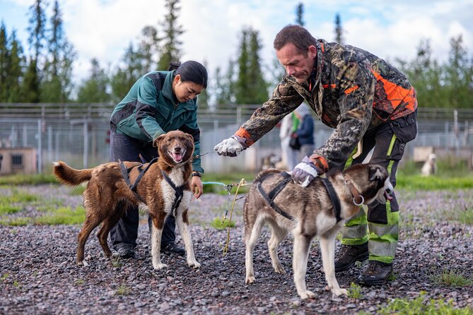 Meet 70 Huskies and Enjoy a short ATV Tour with the Huskies - Where the huskies live, and why that matters in Kiruna