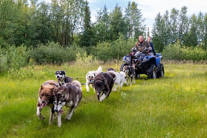 Meet 70 Huskies and Enjoy a short ATV Tour with the Huskies - Helping train a sled team of 8 to 10 dogs