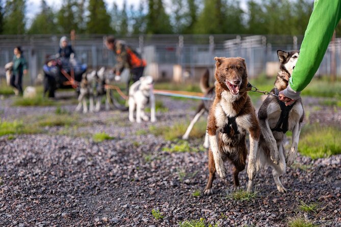 Meet 70 Huskies and Enjoy a short ATV Tour with the Huskies - The harness moment and the meat reward