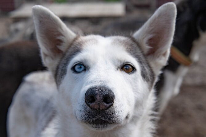 Meet 70 Huskies and Enjoy a short ATV Tour with the Huskies - Price and value, about $192 per person