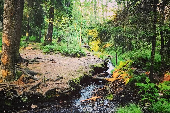 Midnight Sun and Campfire - National Park evening hike Stockholm - Price and value: $192.80 for an evening with food, transport, and a small group