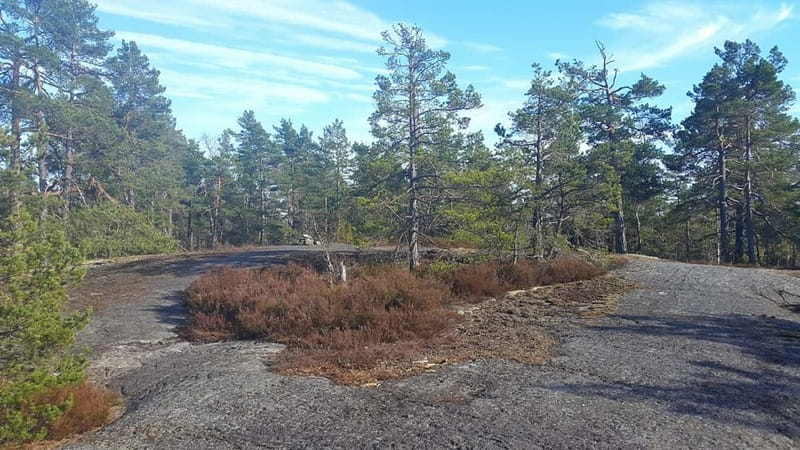 Nature Hike from Stockholm - Capercaillie odds: how to maximize your chances without rushing