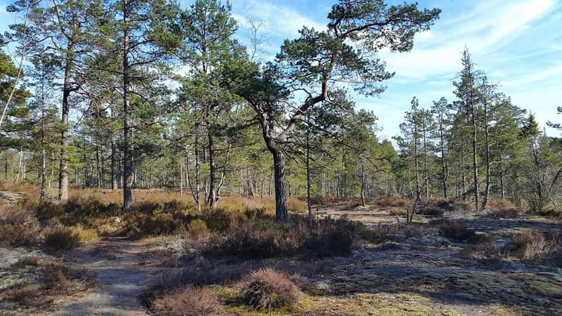 Nature Hike from Stockholm - Who this hike fits best (and who should skip it)