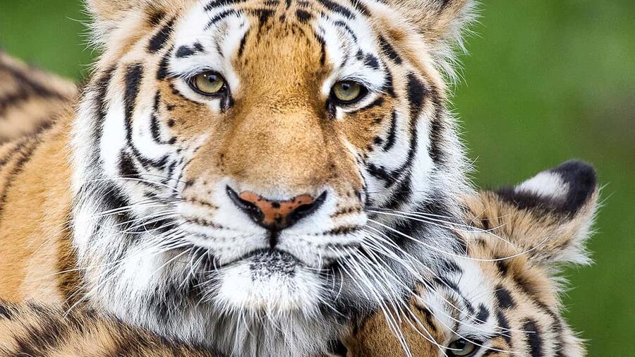 Nordens Ark Entry Ticket - What your Nordens Ark ticket includes (wildlife, farm, Turtle Ark)