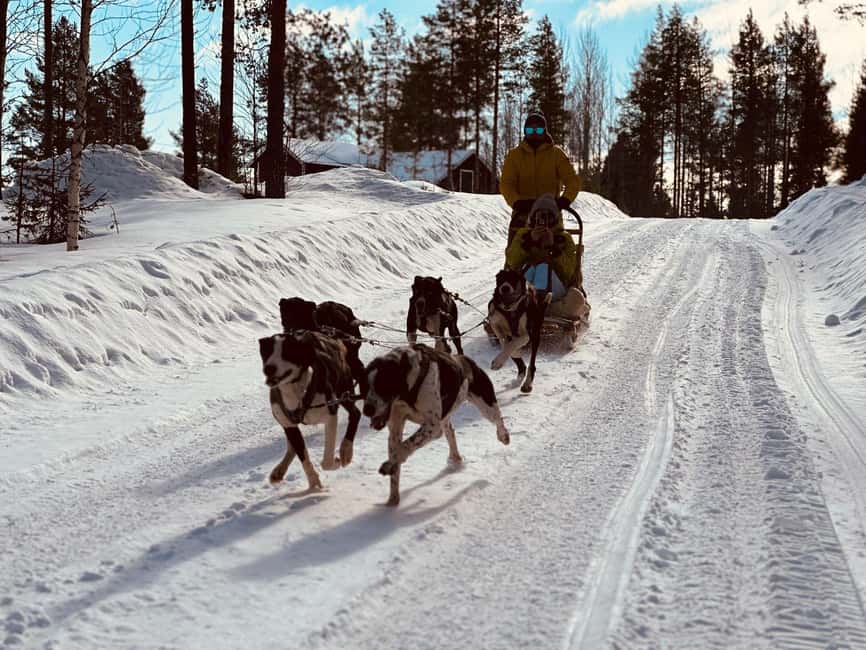 North, Dogs, Snowmobiles & Lights - The 2-Hour Sled Ride: Forests, Open Country, and Real Winter Silence