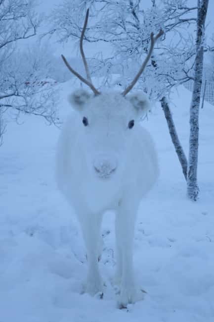 Once-in-a-lifetime Snowmobile Safari to Lapland Viewpoint - Lunch at the lodge: a cozy 2-course reset