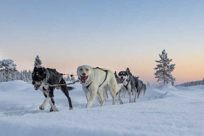 Polar Sunrise Eco Experience (10:00-13:00- driving the sled) - Kiruna’s Polar Sunrise Morning, 10:00 Start, Small Group Style