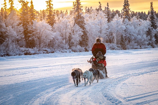 Polar Sunrise Eco Experience (10:00-13:00- driving the sled) - Warm-Up by the Fire: Hot Drinks, Traditional Snacks, and Dog Treat Time