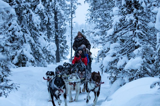 Polar Sunrise Eco Experience (10:00-13:00- driving the sled) - What This Experience Feels Like: Eco, Calm, and Real Dog Time