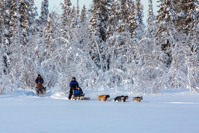 Polar Sunrise Eco Experience (10:00-13:00- driving the sled) - Pickup Timing: Camps and Hotels Around Kiruna